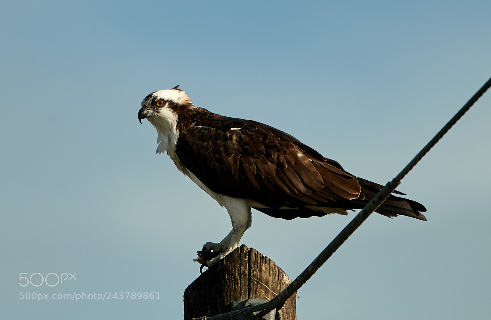 Canon EOS-1D X Mark II sample photo. 01-25-18-0000707.jpg photography