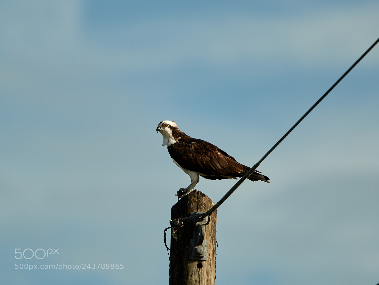 Canon EOS-1D X Mark II sample photo. 01-25-18-0000705.jpg photography