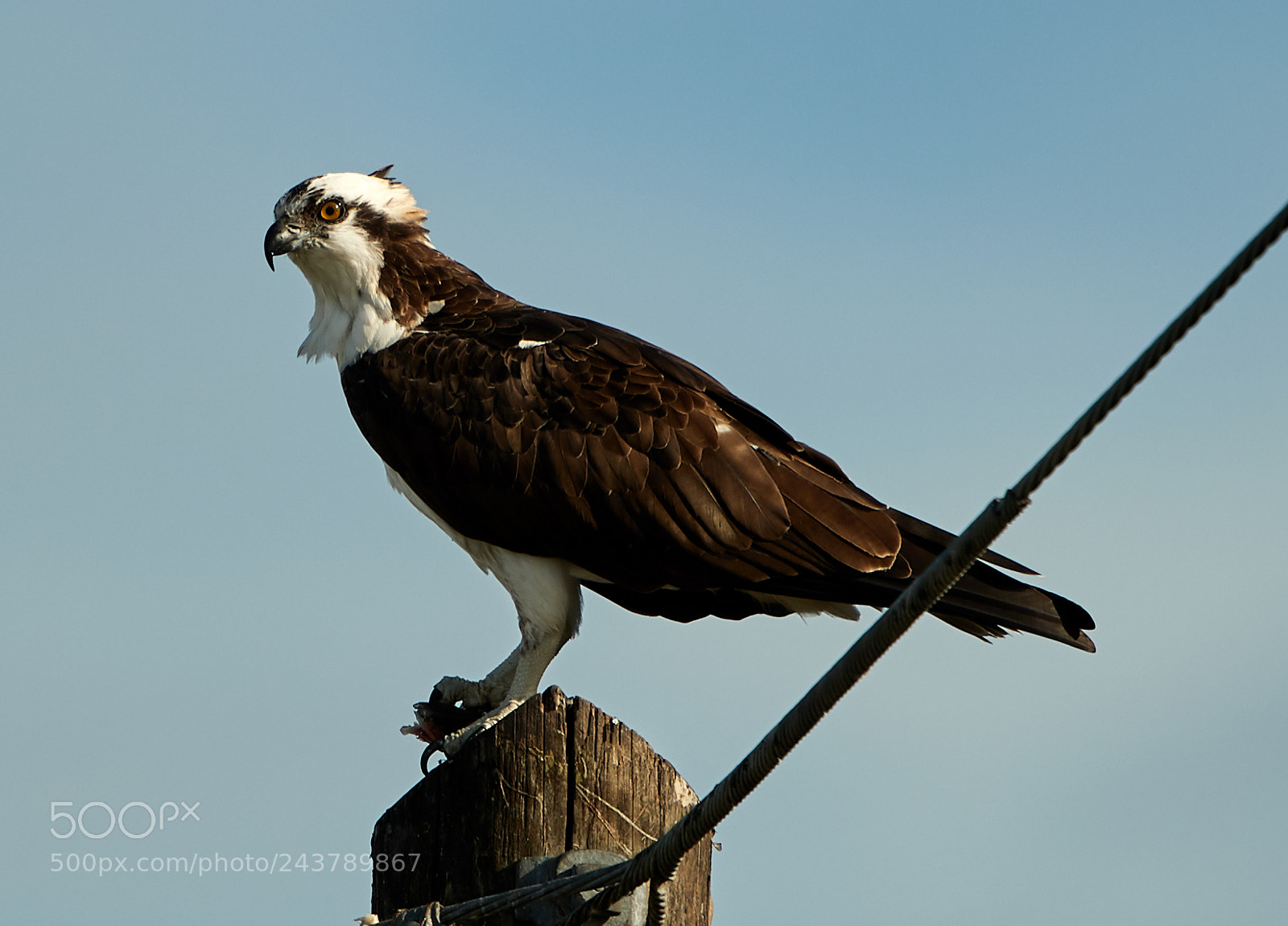 Canon EOS-1D X Mark II sample photo. 01-25-18-0000704.jpg photography