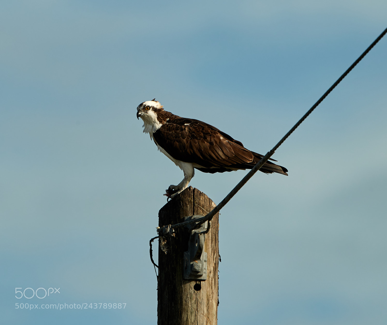 Canon EOS-1D X Mark II sample photo. 01-25-18-0000702.jpg photography