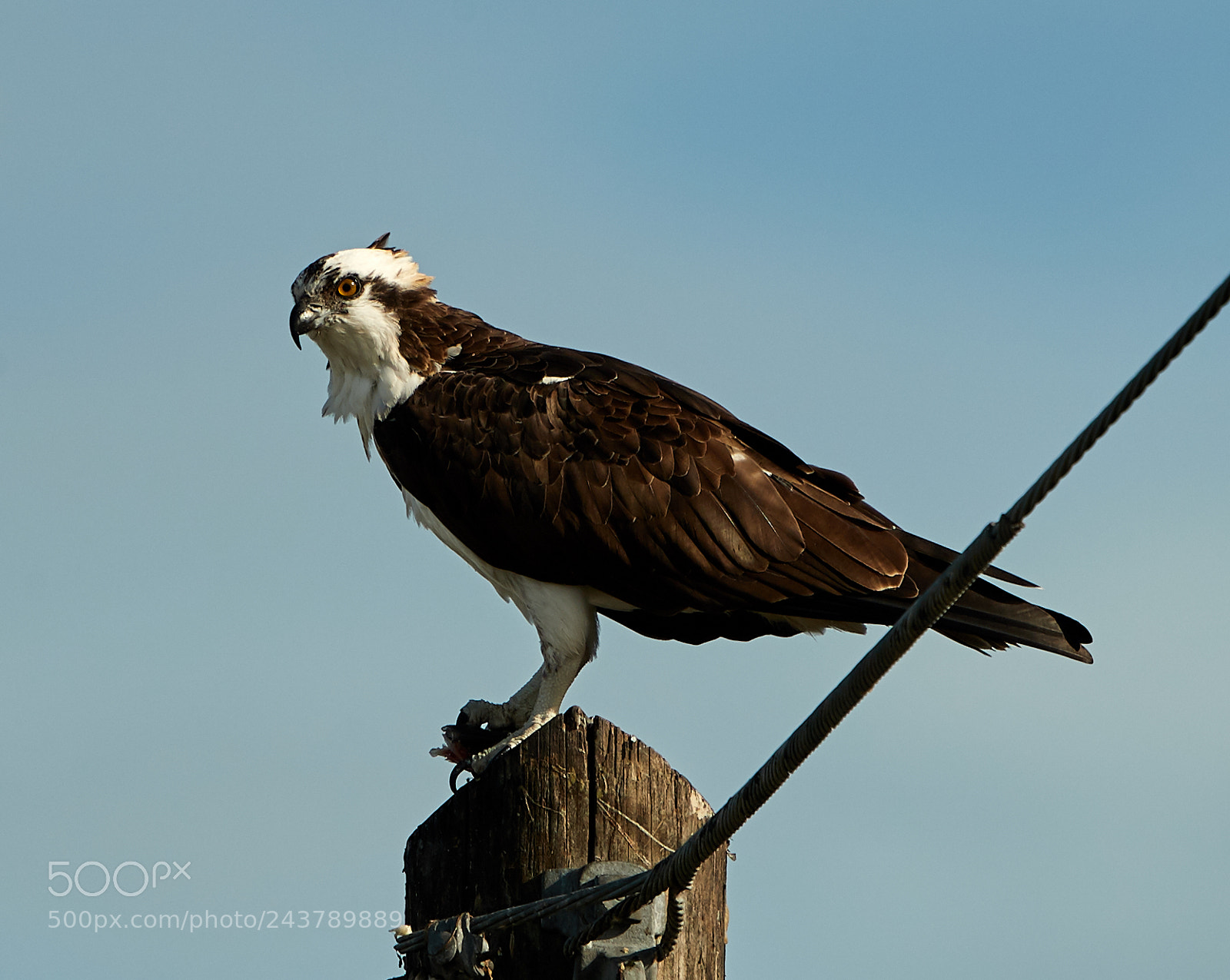 Canon EOS-1D X Mark II sample photo. 01-25-18-0000701.jpg photography