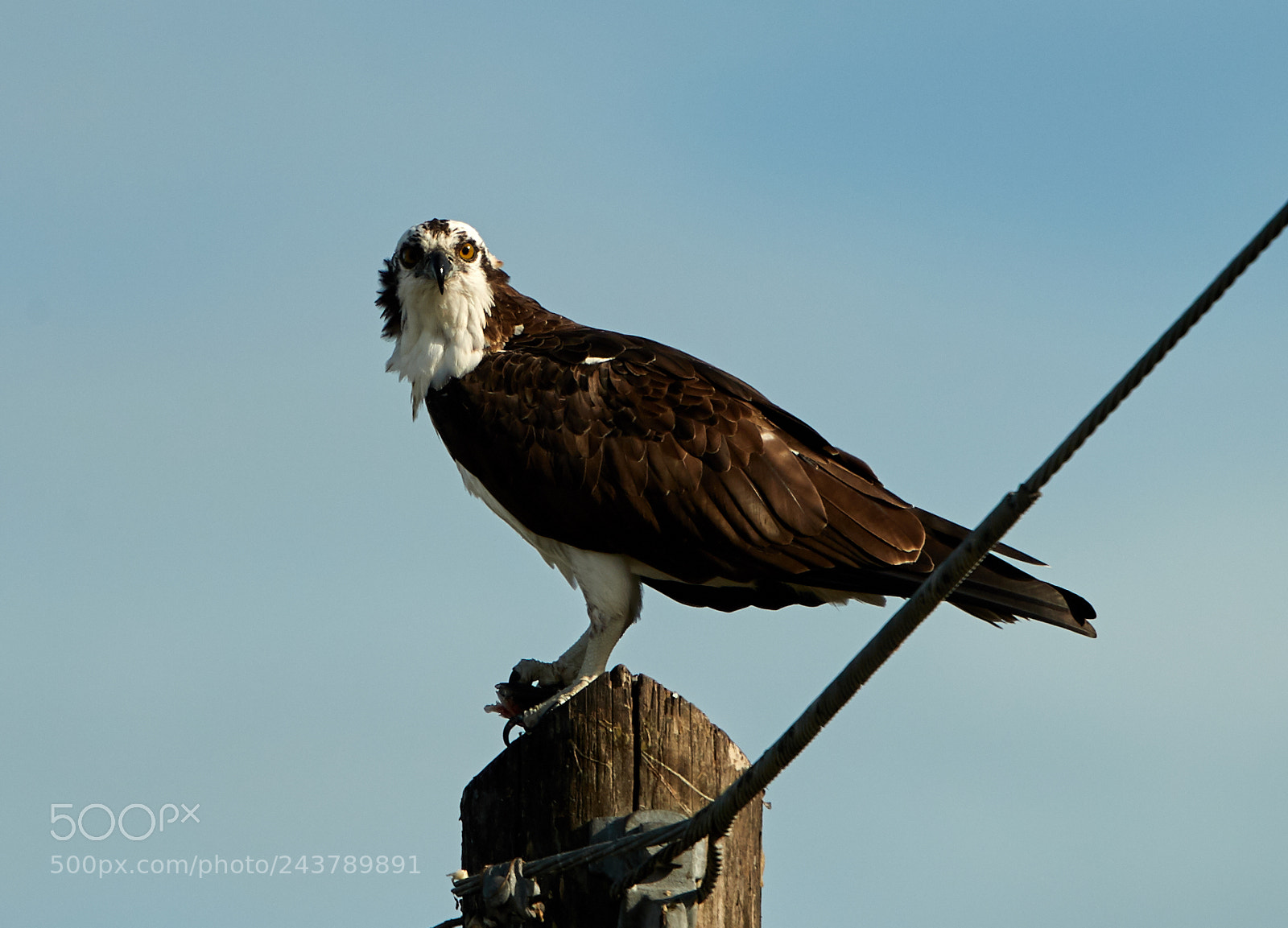 Canon EOS-1D X Mark II sample photo. 01-25-18-0000700.jpg photography