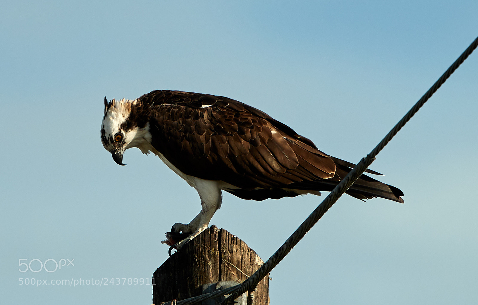 Canon EOS-1D X Mark II sample photo. 01-25-18-0000699.jpg photography