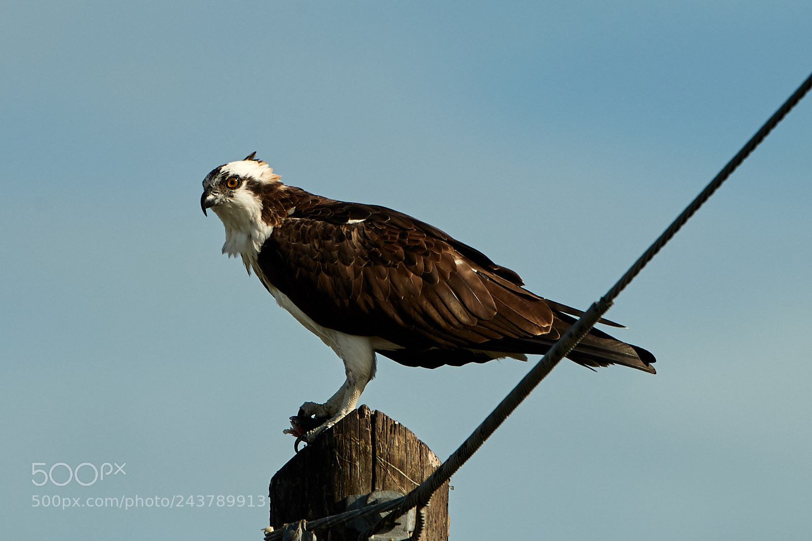 Canon EOS-1D X Mark II sample photo. 01-25-18-0000698.jpg photography