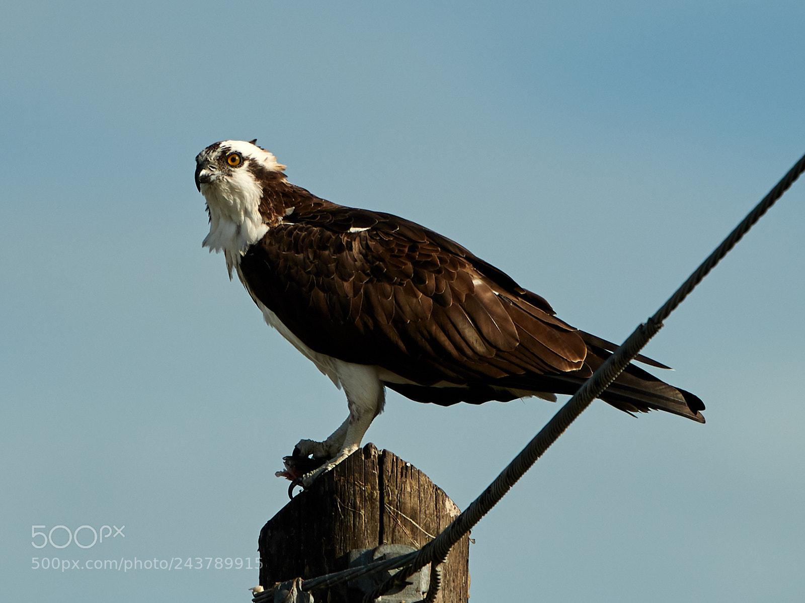 Canon EOS-1D X Mark II sample photo. 01-25-18-0000697.jpg photography