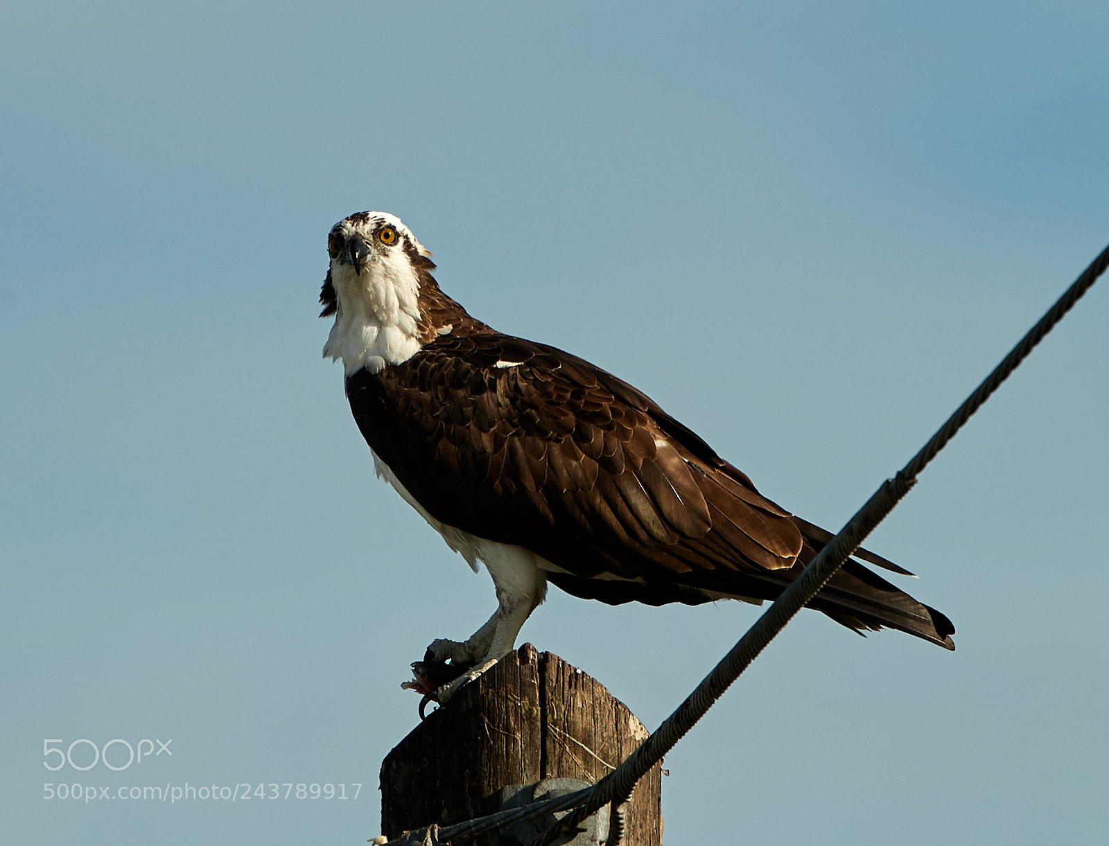 Canon EOS-1D X Mark II sample photo. 01-25-18-0000694.jpg photography
