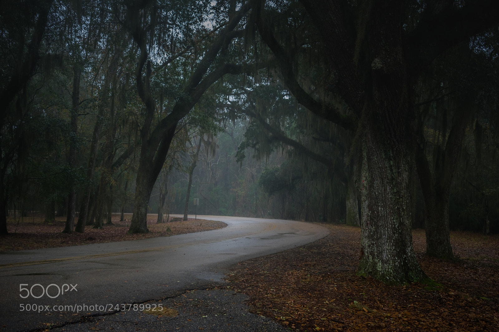 Nikon D3400 sample photo. Rain and moss covered photography