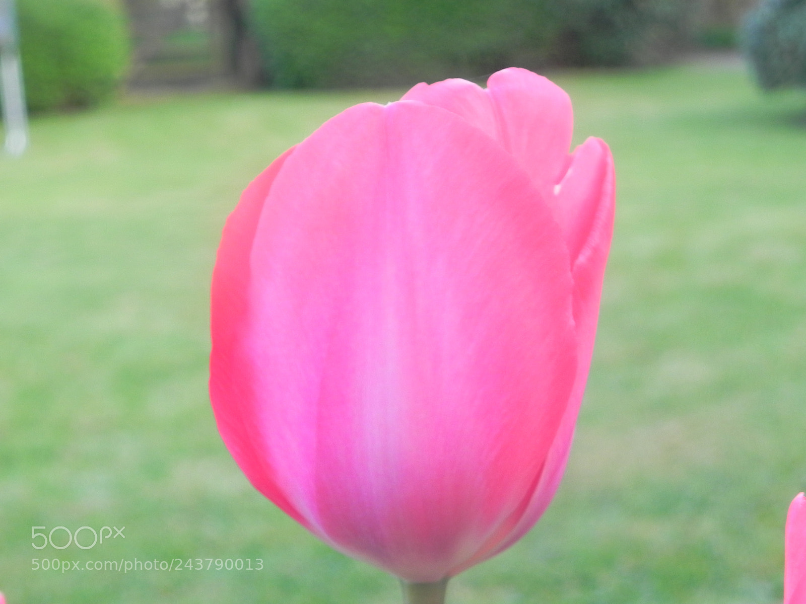 Nikon Coolpix P100 sample photo. Flower photography
