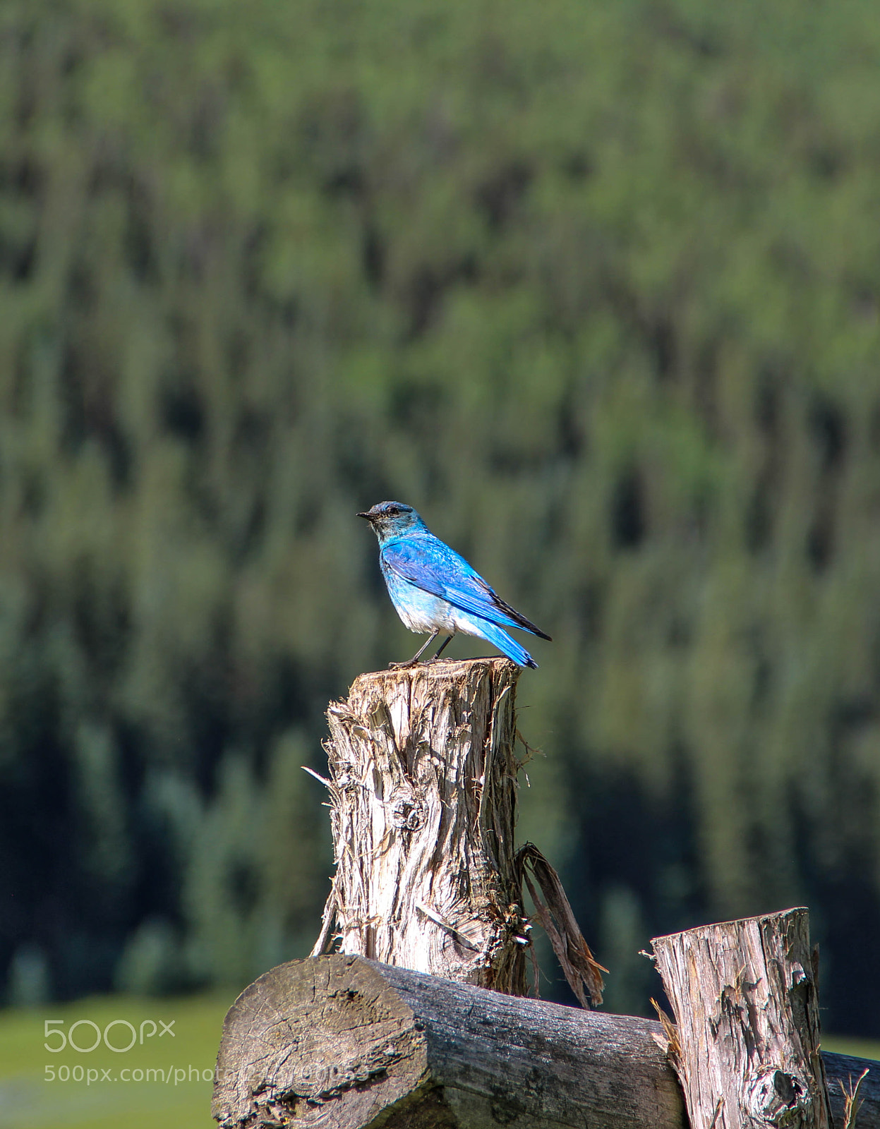 Canon EOS 600D (Rebel EOS T3i / EOS Kiss X5) sample photo. Blue bird final photography