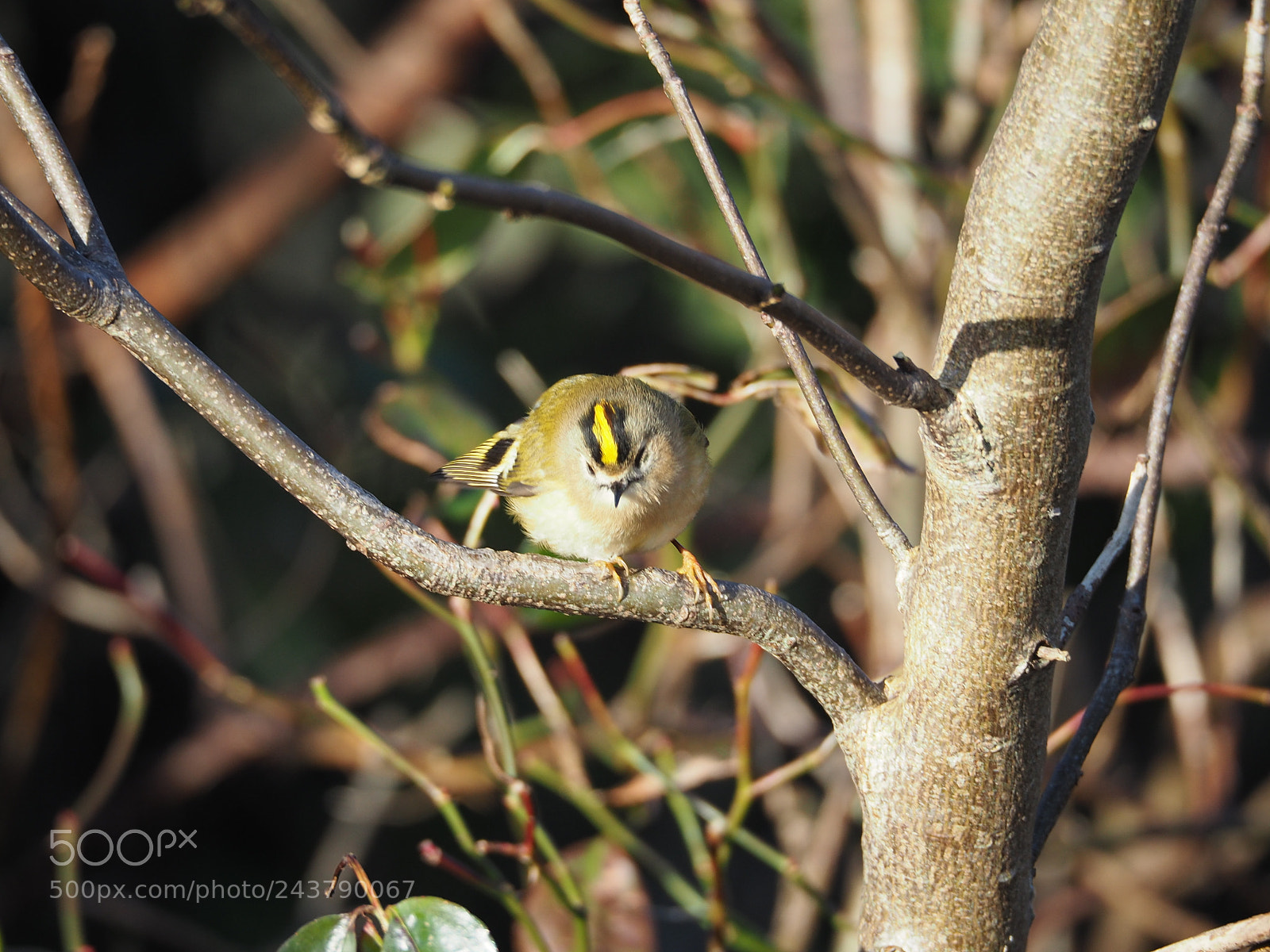 Olympus OM-D E-M5 II sample photo. A goldcrest bird :) photography