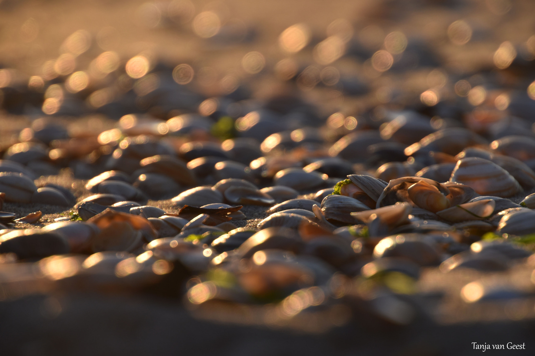 Nikon D5500 sample photo. Shells in the golden hour photography