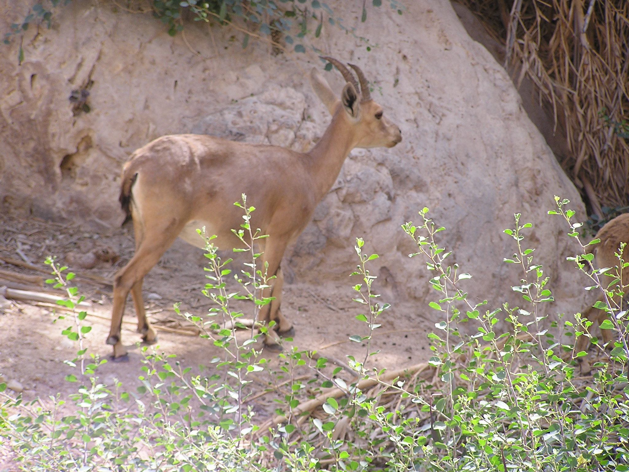 Olympus C740UZ sample photo. Ibex photography