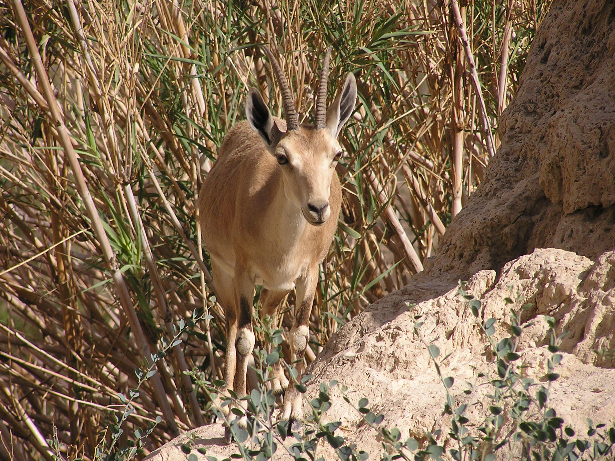 Olympus C740UZ sample photo. Ibex photography