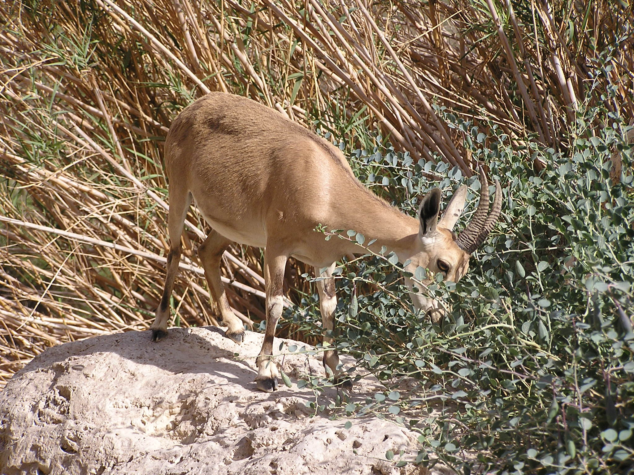 Olympus C740UZ sample photo. Ibex photography
