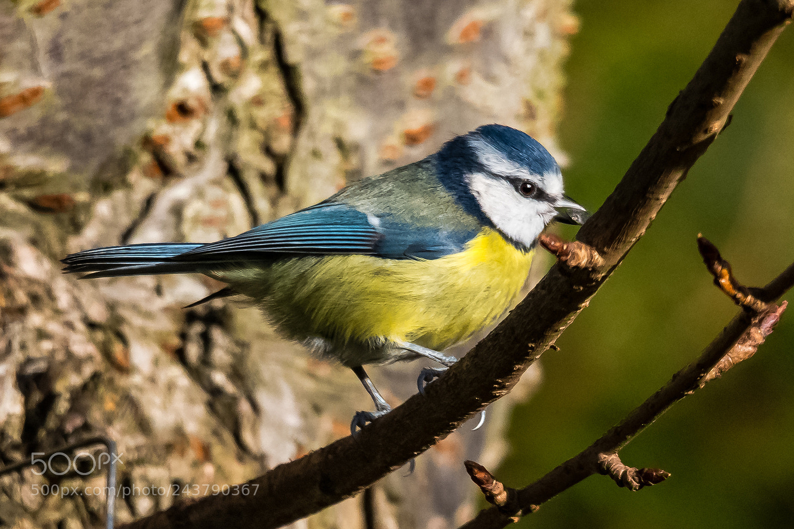 Nikon D850 sample photo. Feeding time photography