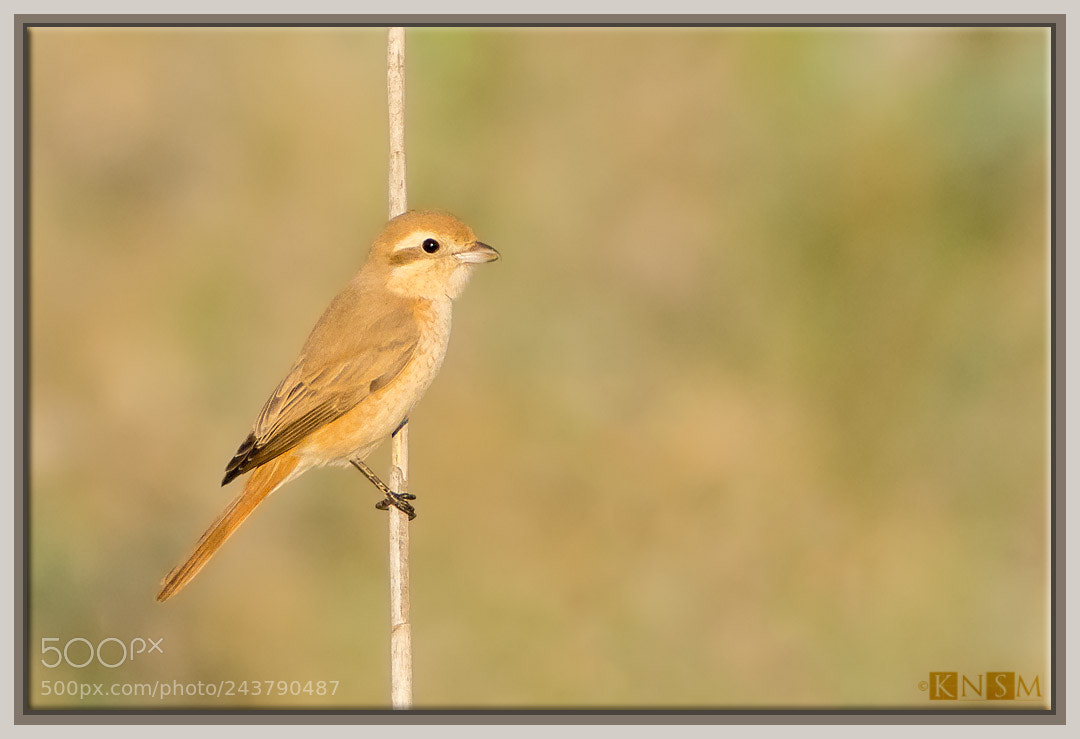 Nikon D7100 sample photo. Shrike photography