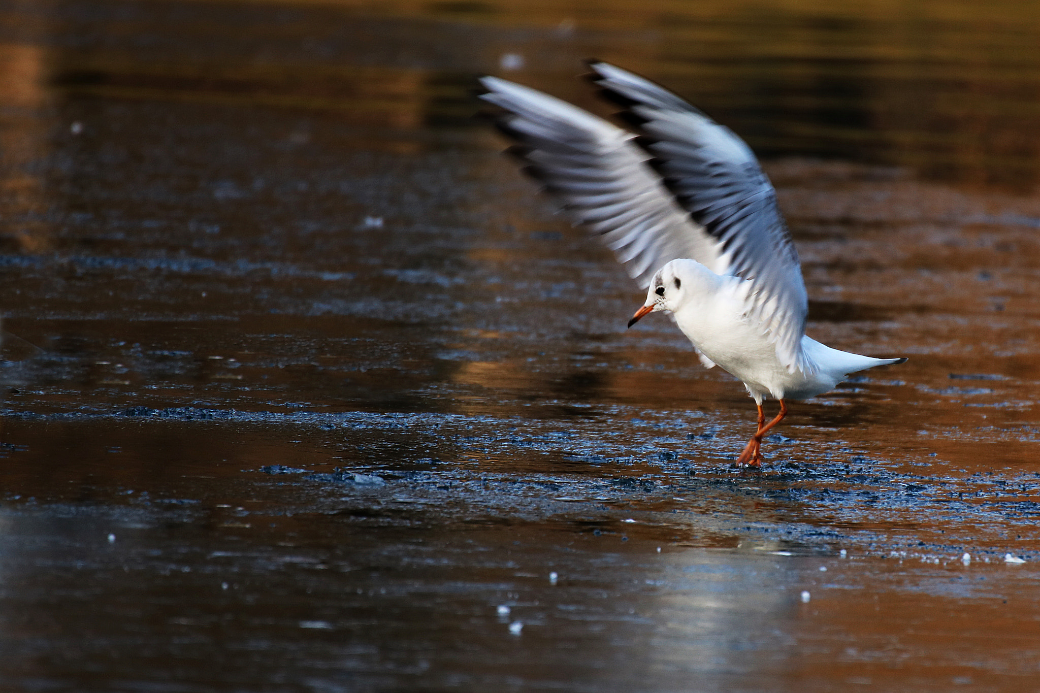 Canon EOS 750D (EOS Rebel T6i / EOS Kiss X8i) + Tamron SP 70-300mm F4-5.6 Di VC USD sample photo. A bird landing on ice photography