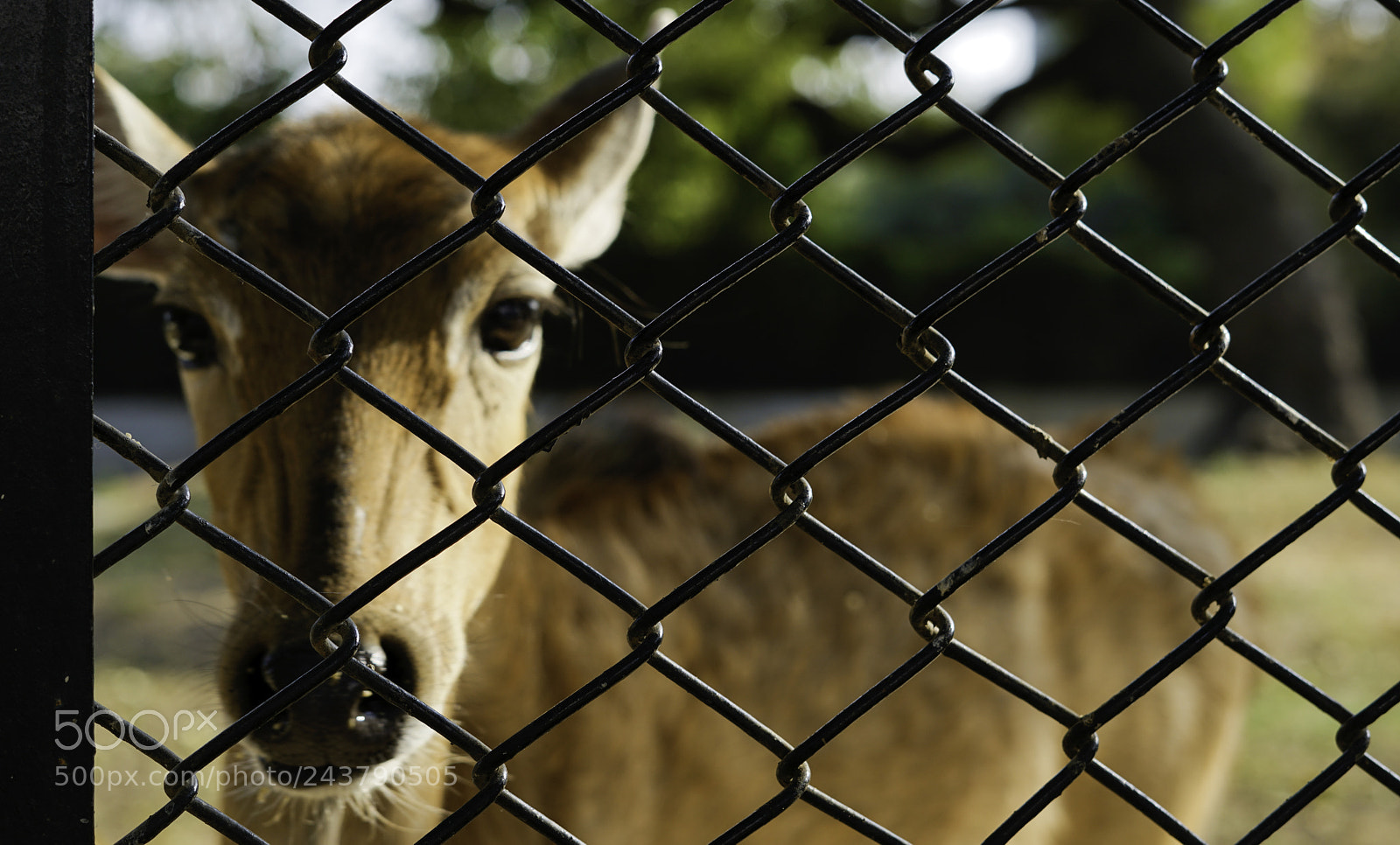 Sony a7R II sample photo. Sabar photography