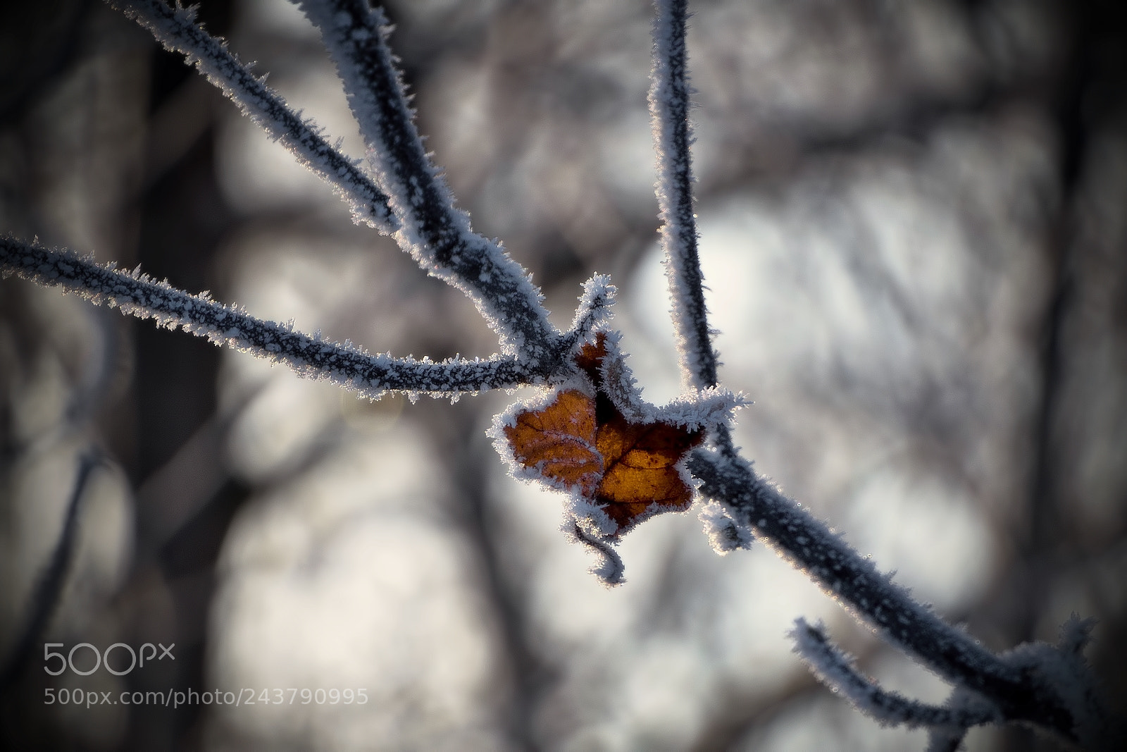 Olympus OM-D E-M10 sample photo. ... photography