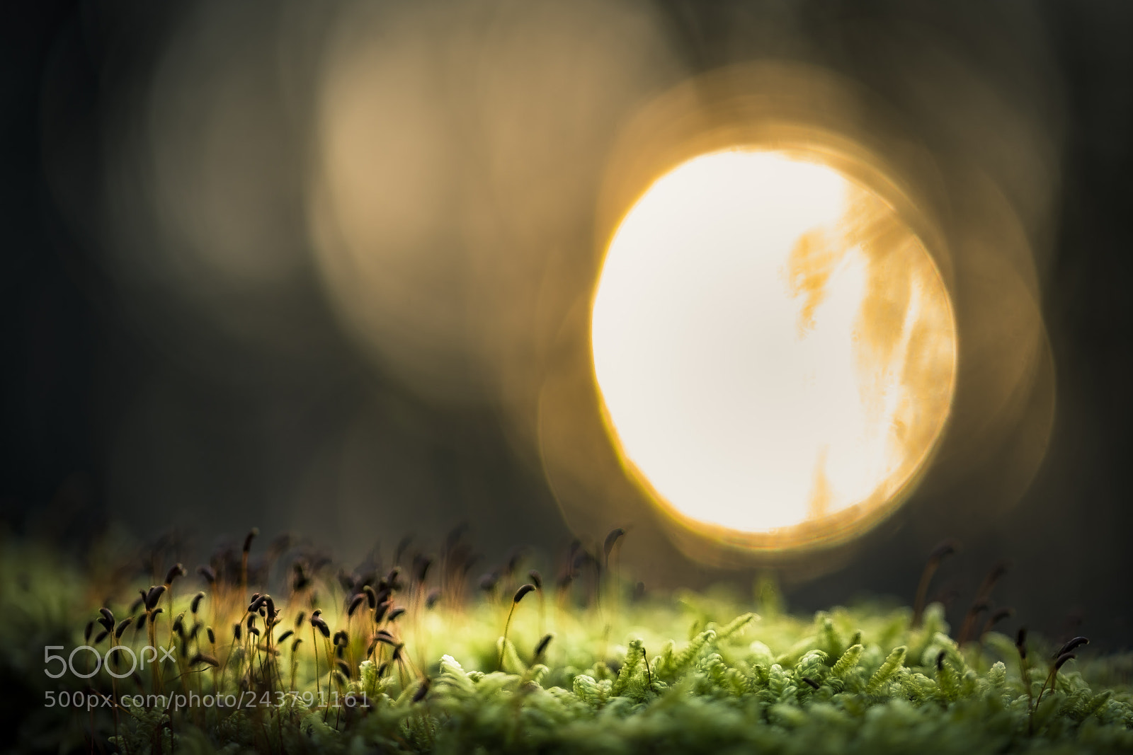Nikon D610 sample photo. Moss world photography