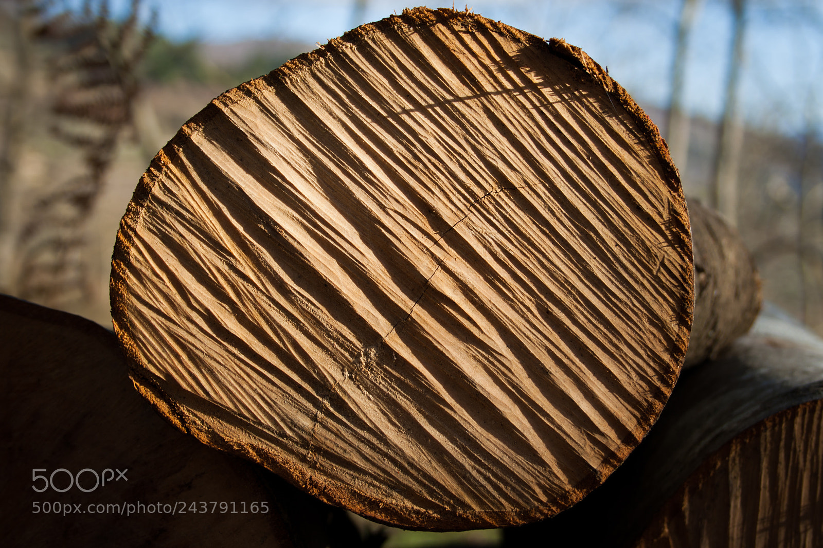 Canon EOS 1000D (EOS Digital Rebel XS / EOS Kiss F) sample photo. Wooden contrast photography