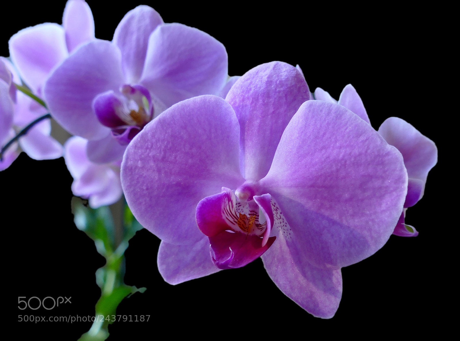 Panasonic Lumix DMC-FZ1000 sample photo. Orchid photography