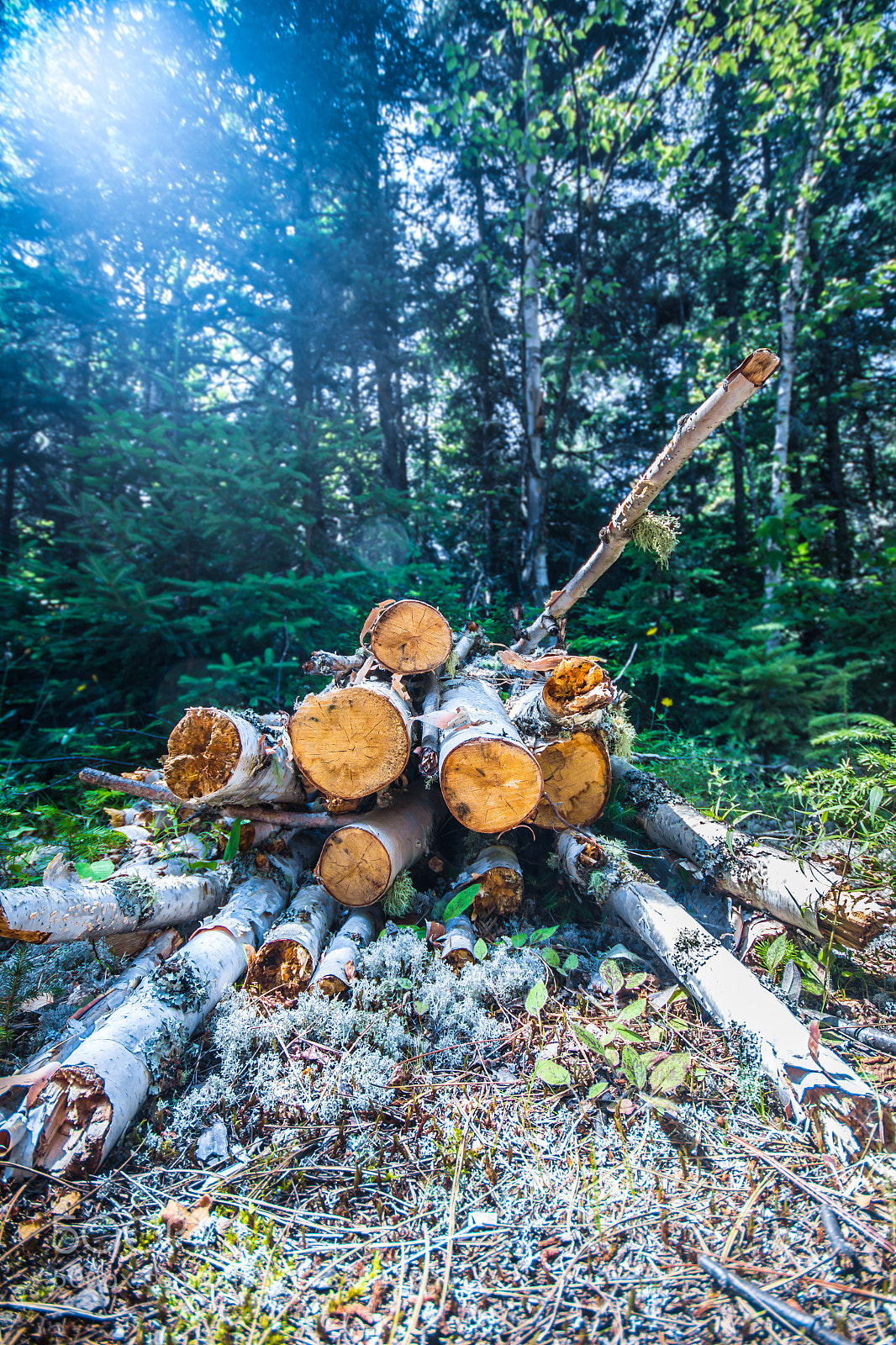 Canon EOS 60D sample photo. Canada wood photography