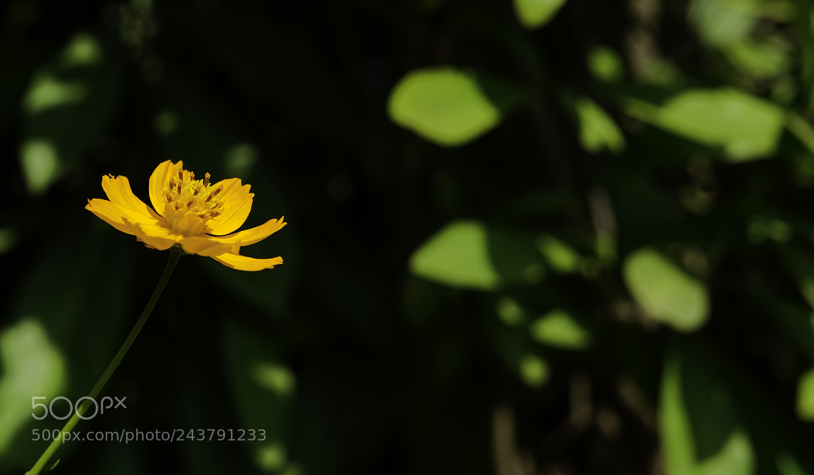 Sony a7R II sample photo. Orange flower photography