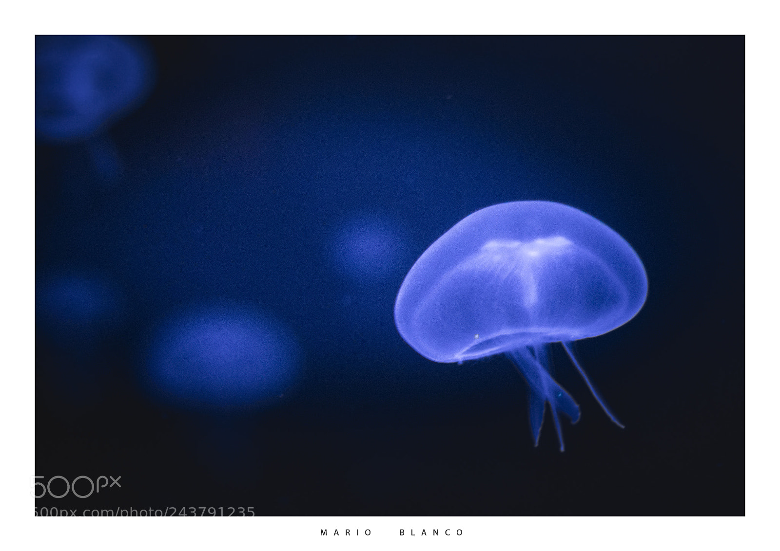 Canon EOS 7D Mark II sample photo. Jellyfish photography