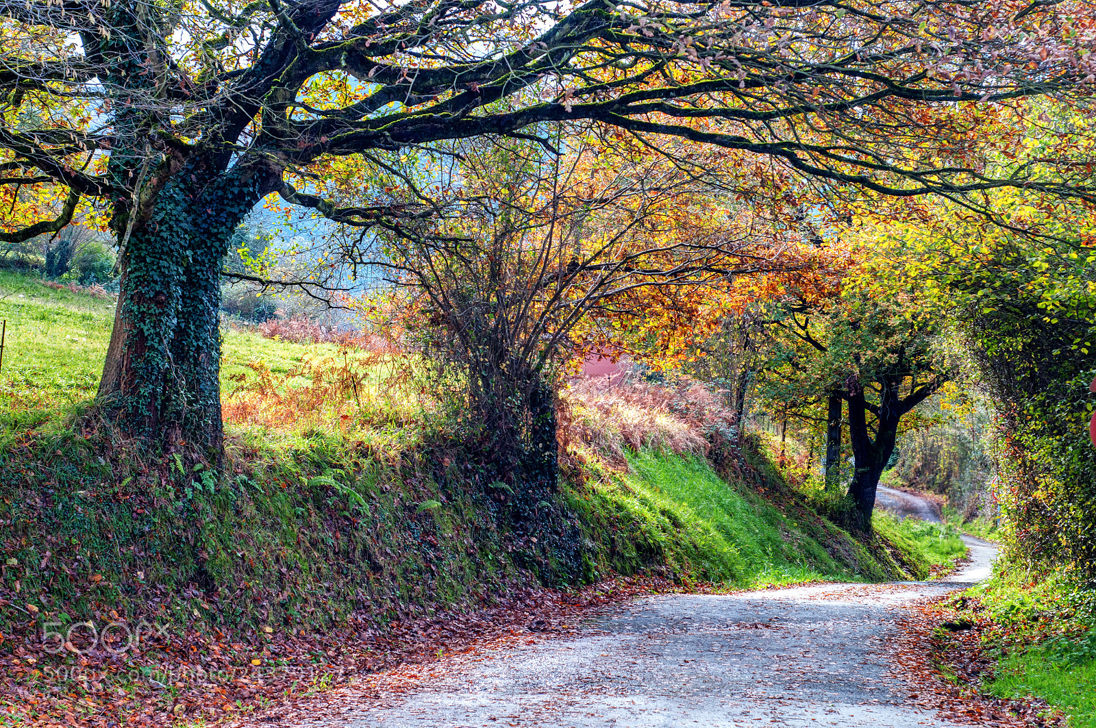 Nikon D300 sample photo. Latores en otoño photography