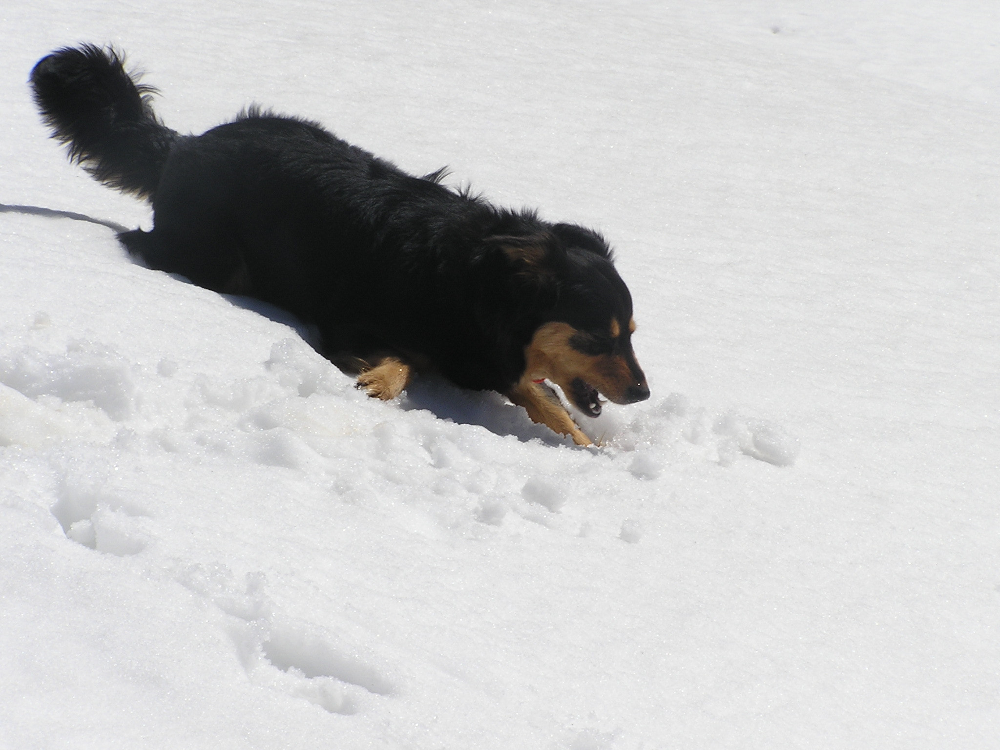 Olympus C740UZ sample photo. My dog petel in the snow photography