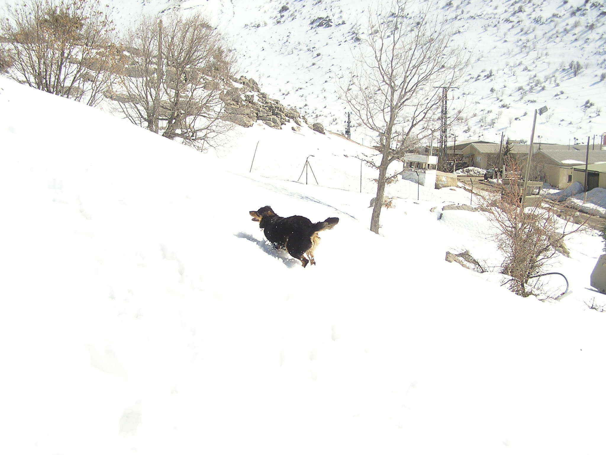 Olympus C740UZ sample photo. My dog petel in the snow photography