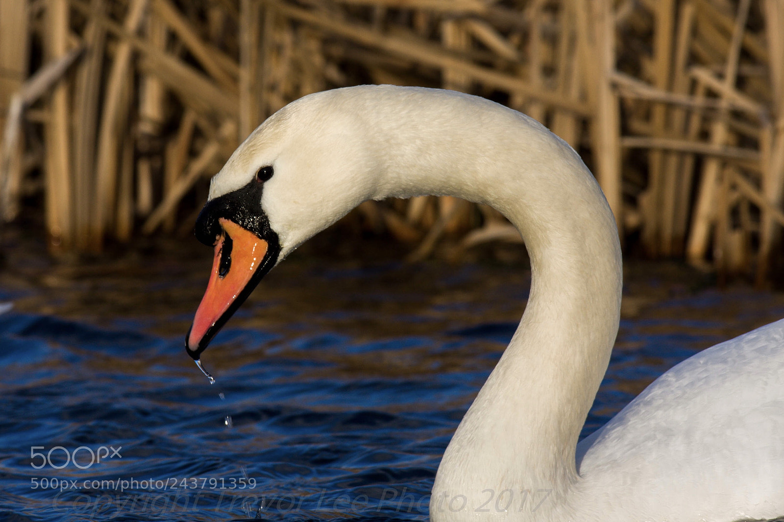 Canon EOS 40D sample photo. Mute swan.... photography
