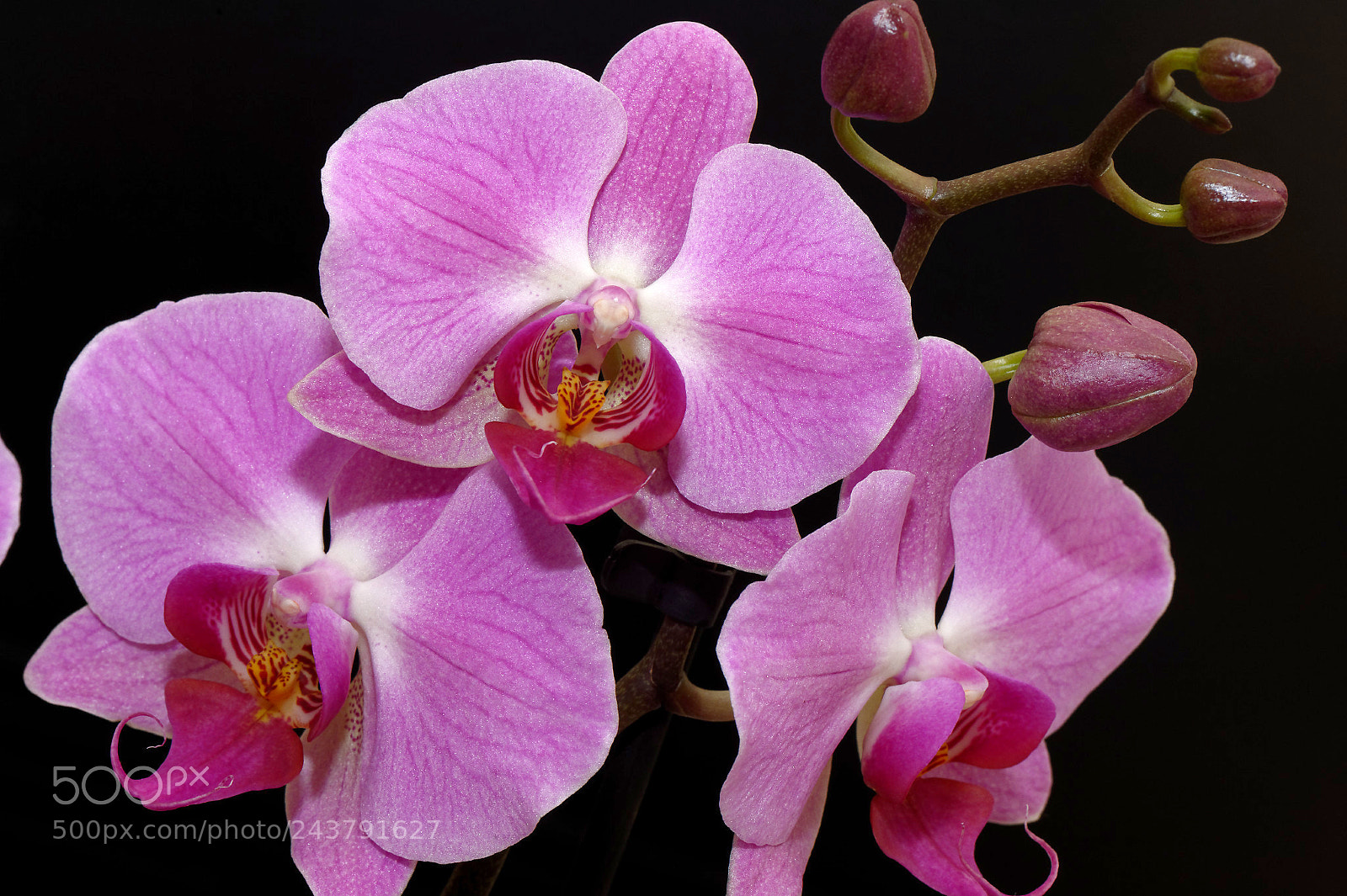 Nikon D4 sample photo. Pink phale photography