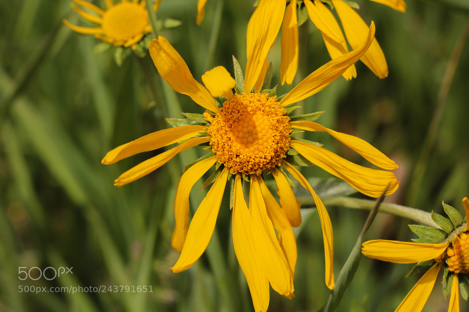 Canon EOS 600D (Rebel EOS T3i / EOS Kiss X5) sample photo. Sunflower photography