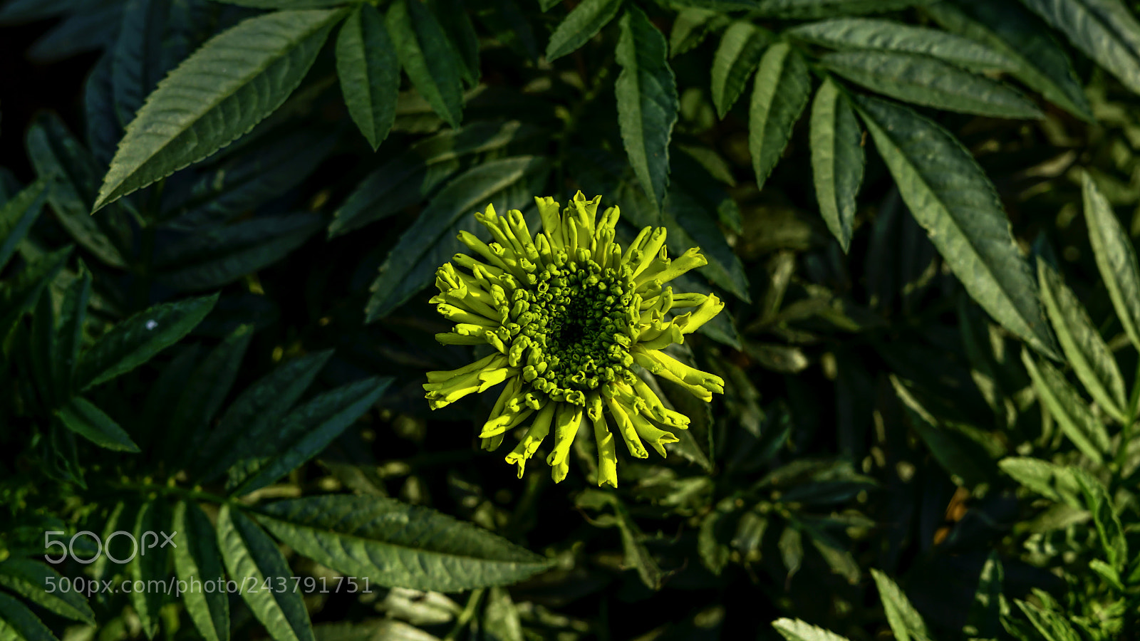 Sony a7R II sample photo. Green lead flower photography
