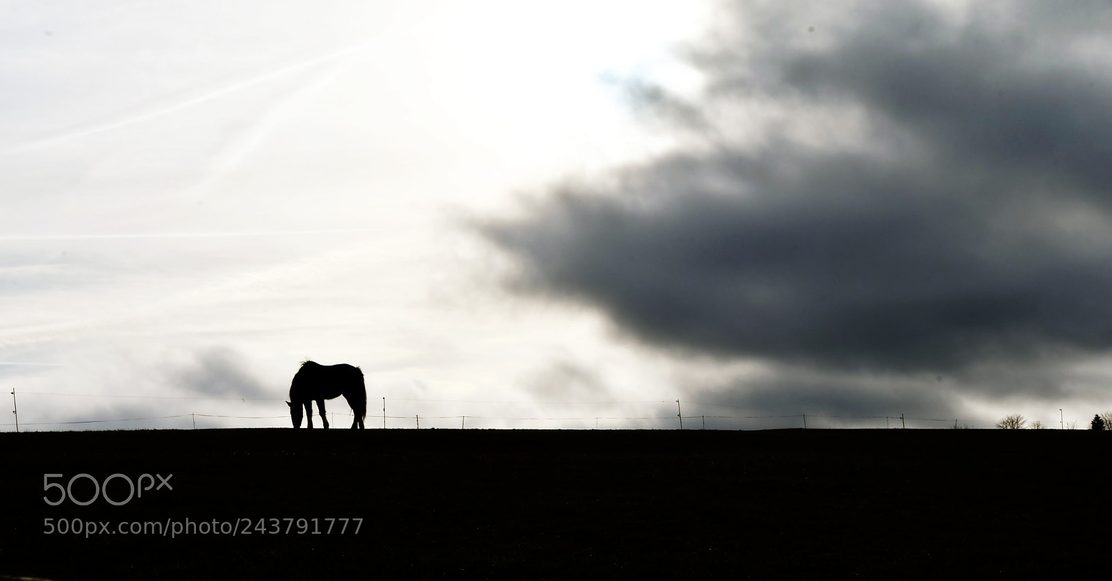 Nikon D500 sample photo. Silhouette photography