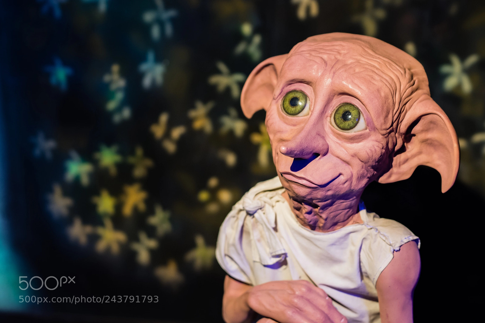 Nikon D500 sample photo. Dobby photography