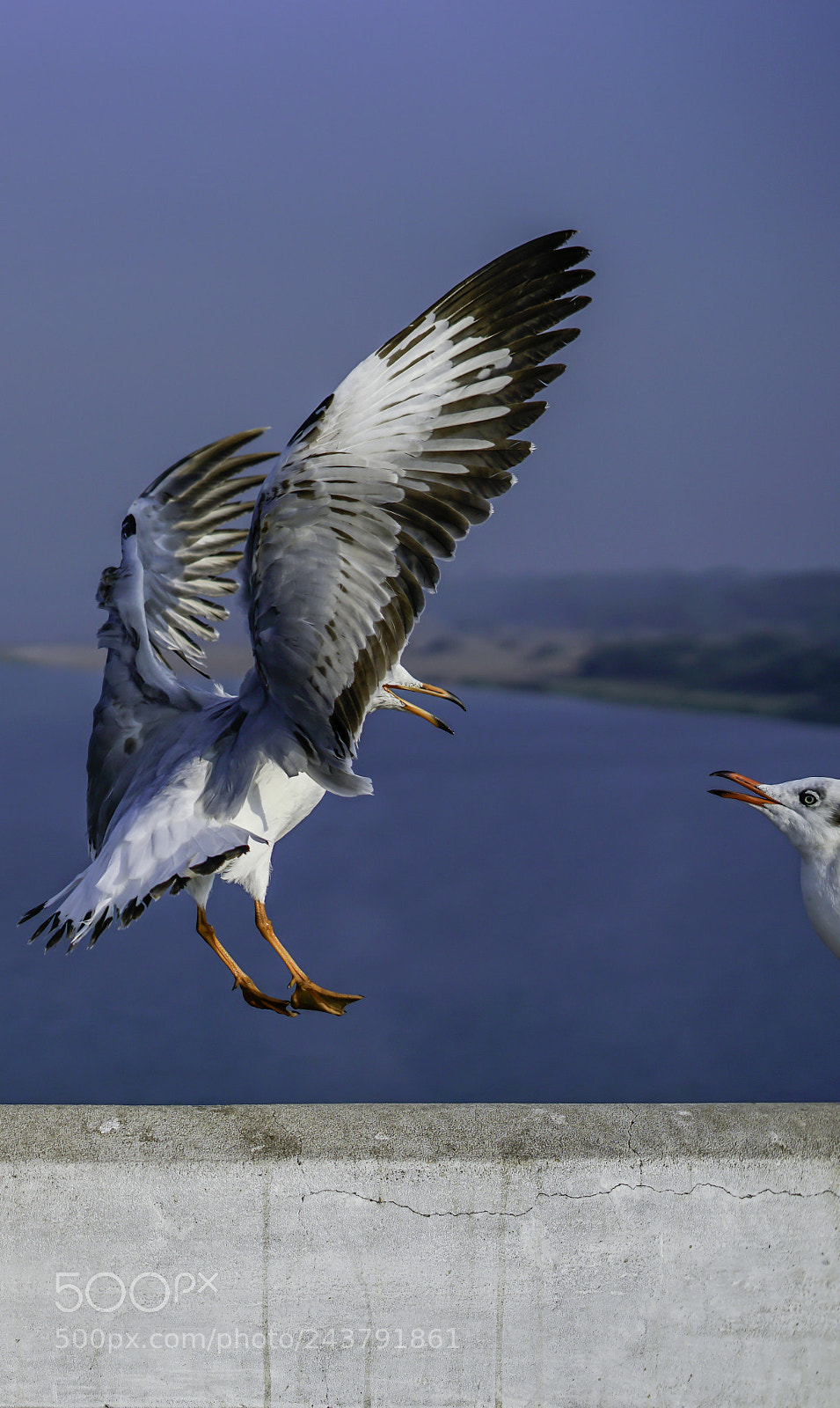 Sony a7R II sample photo. Seagull landing in opposition photography