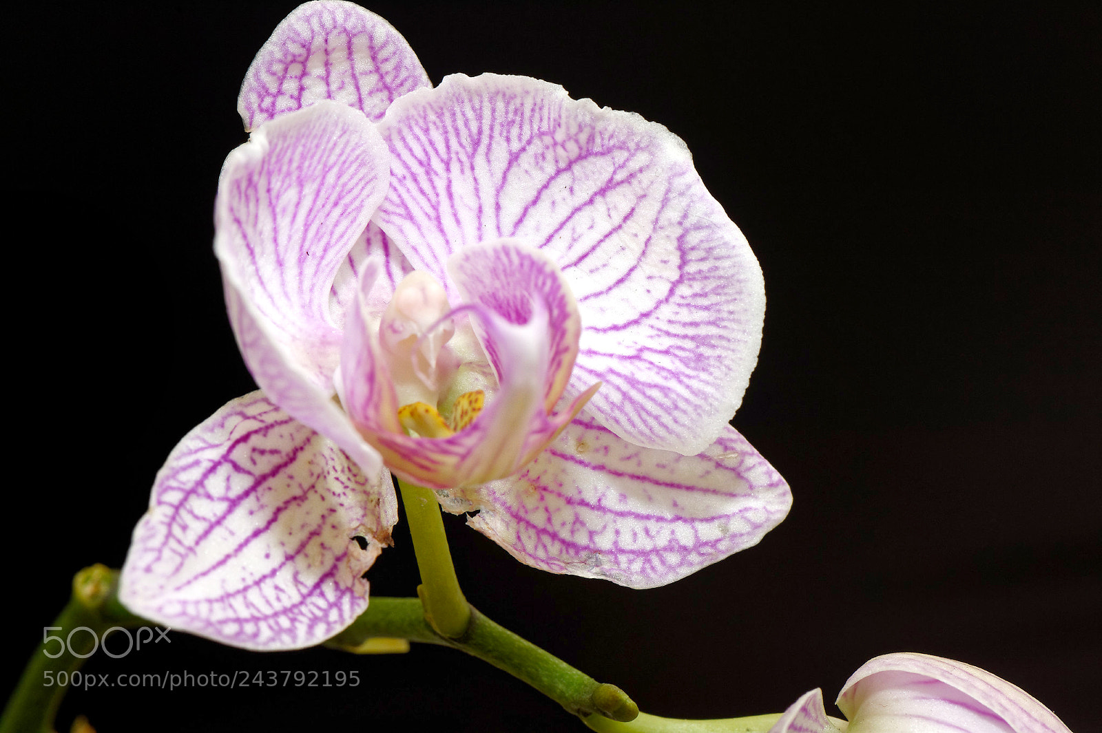 Nikon D4 sample photo. Miss orchid photography