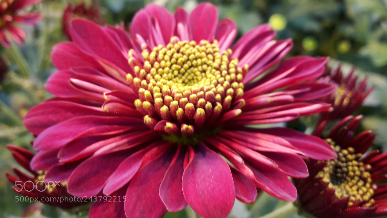Samsung Galaxy S5 Mini sample photo. Red photography