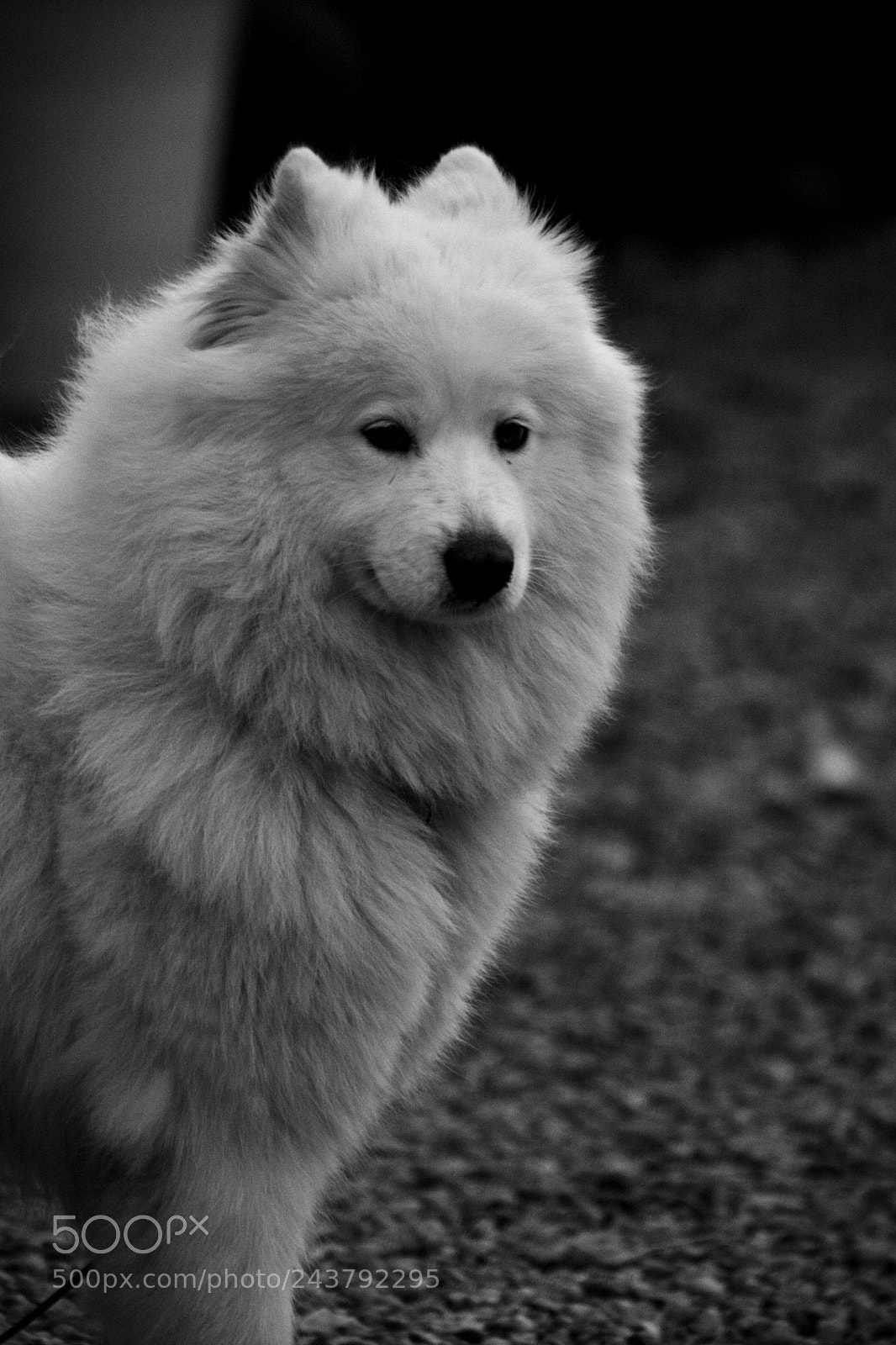 Canon EOS 350D (EOS Digital Rebel XT / EOS Kiss Digital N) sample photo. On guard photography