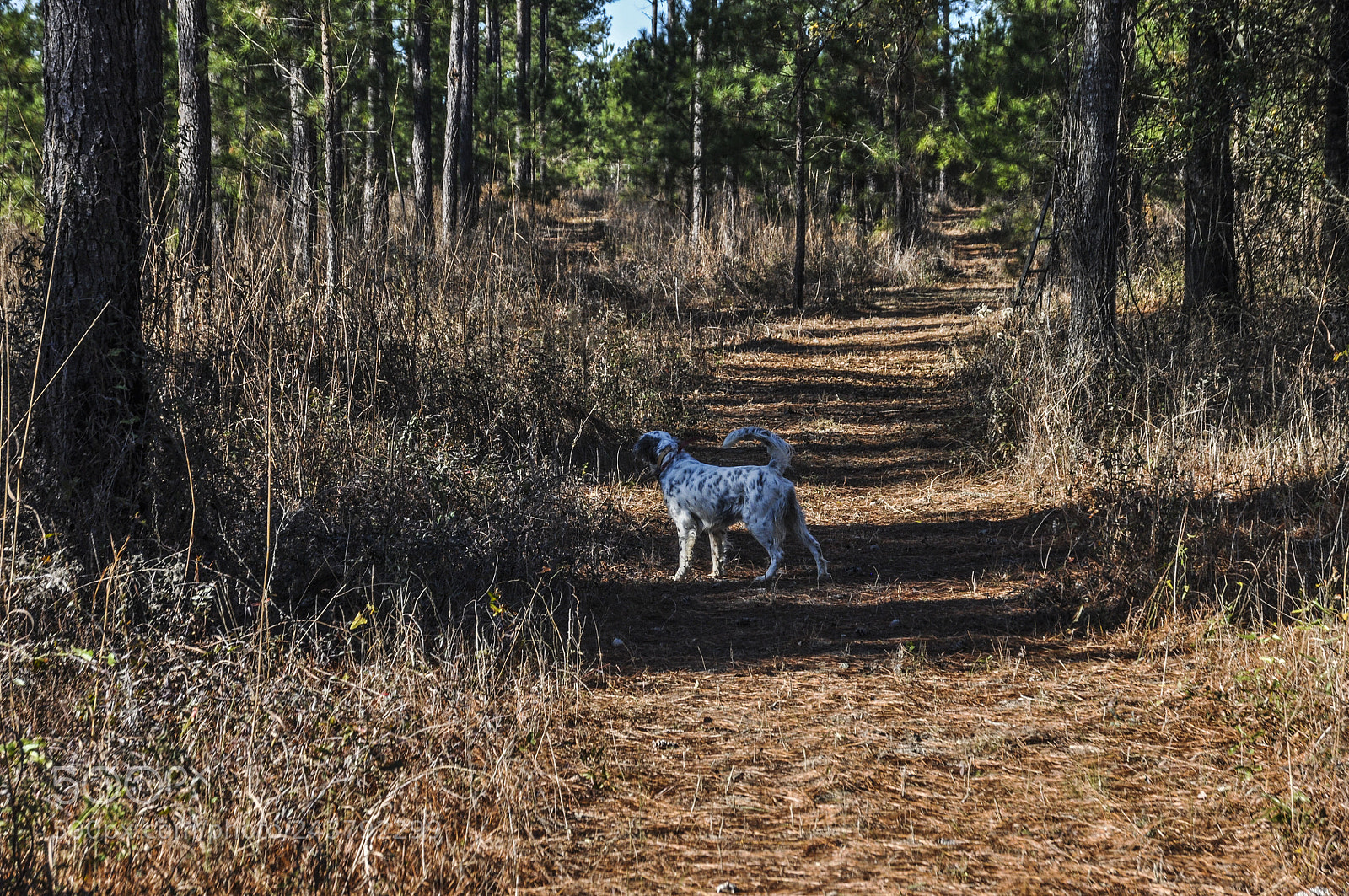 Nikon D5000 sample photo. Pointed. photography