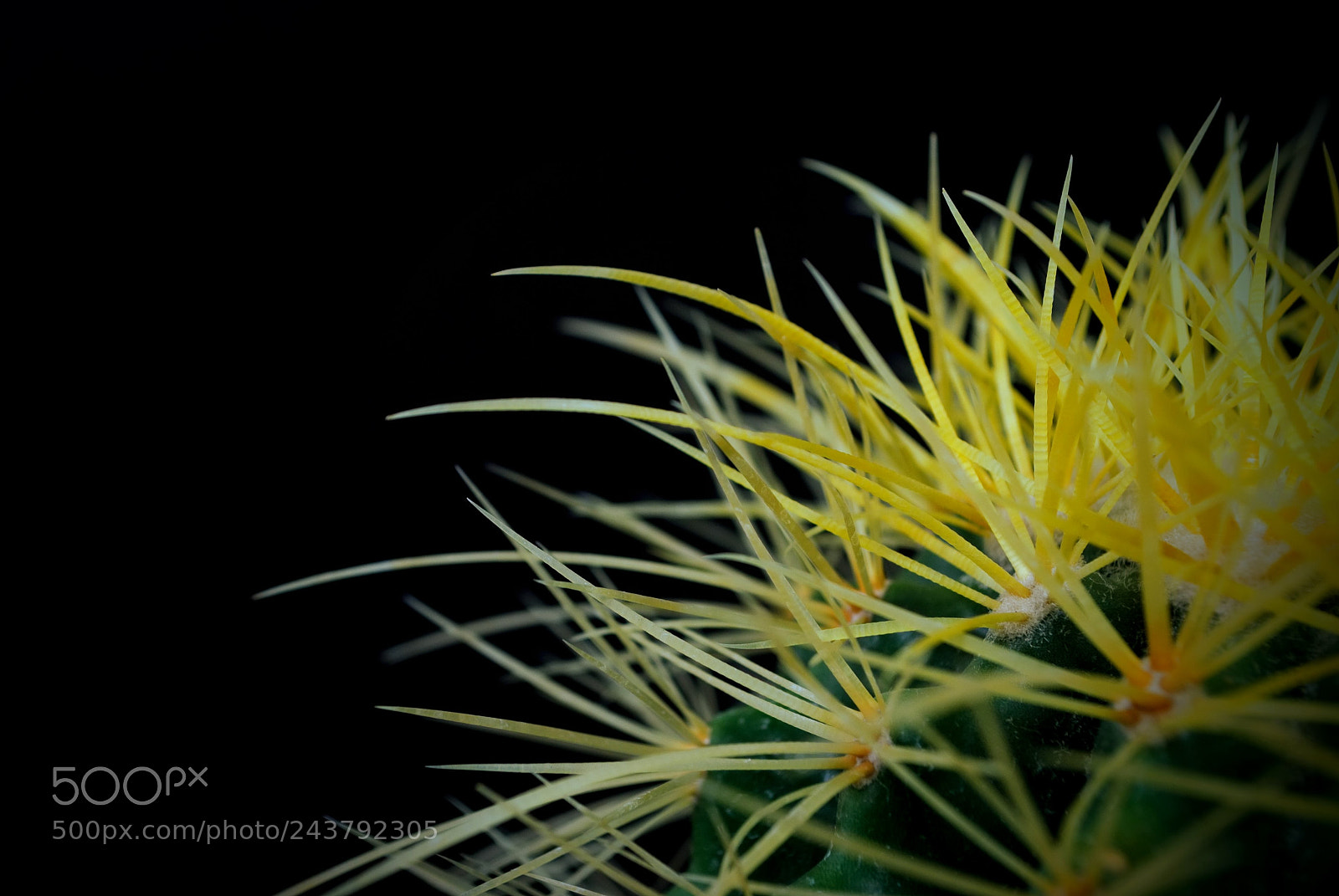 Nikon D3000 sample photo. Golden barrel cactus photography