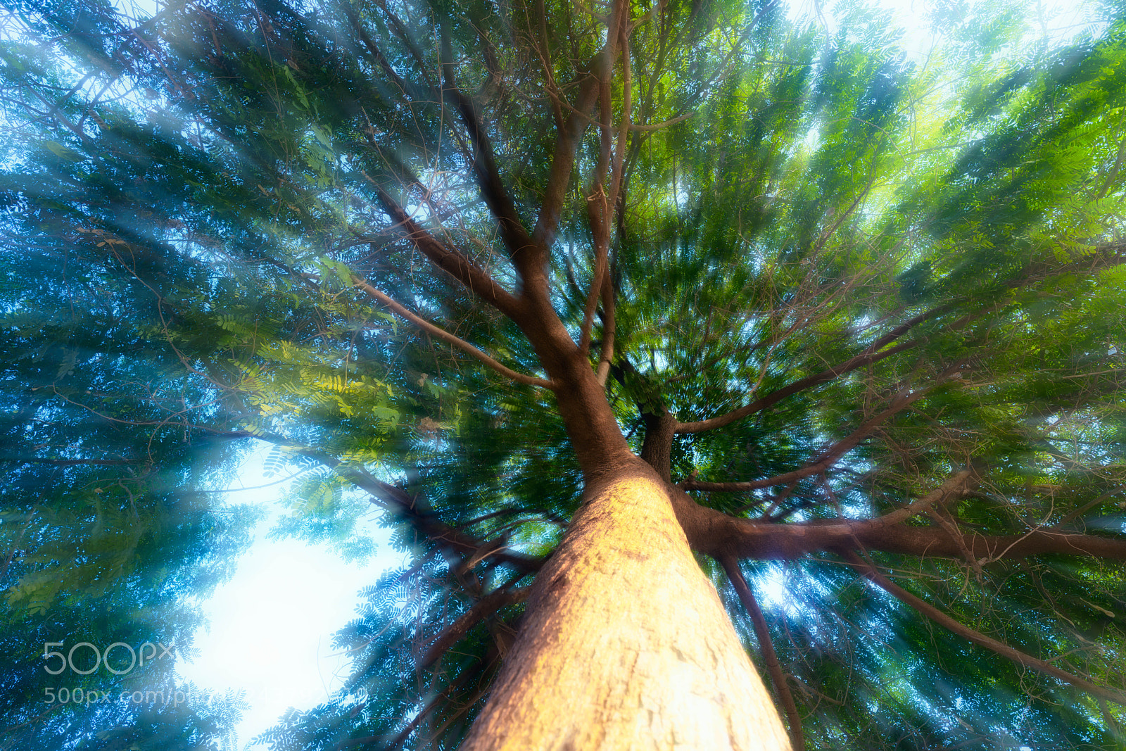 Sony a7R II sample photo. Under tree photography