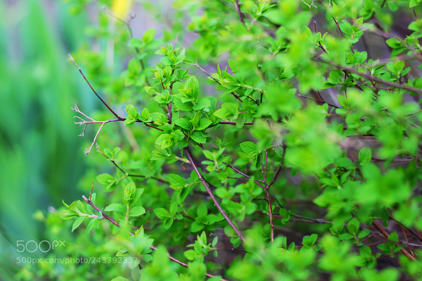 Canon EOS 700D (EOS Rebel T5i / EOS Kiss X7i) + Canon EF 50mm F1.8 STM sample photo. Instant inspiration photography