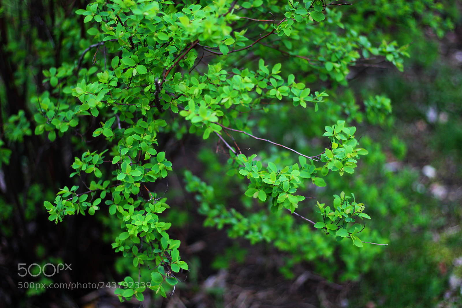 Canon EOS 700D (EOS Rebel T5i / EOS Kiss X7i) + Canon EF 50mm F1.8 STM sample photo. Green looks good on photography