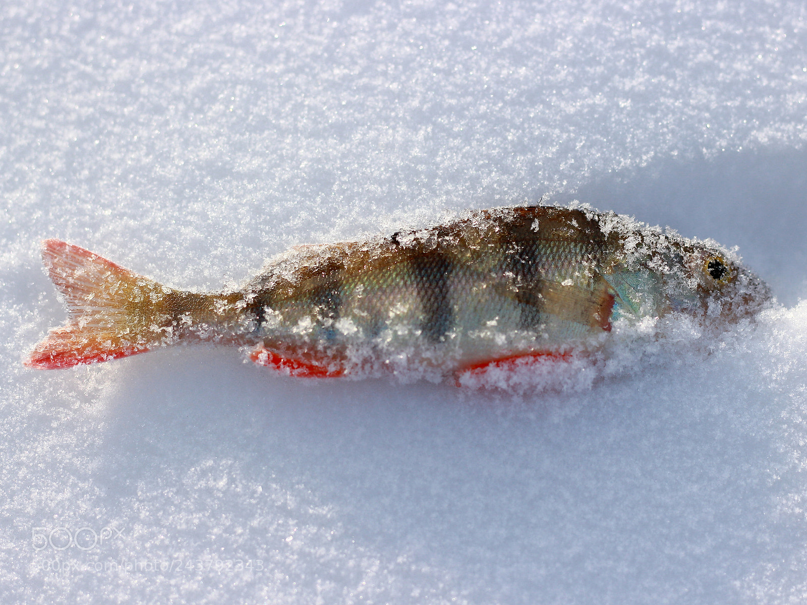 Canon EOS 100D (EOS Rebel SL1 / EOS Kiss X7) sample photo. Fish perch trophy for photography