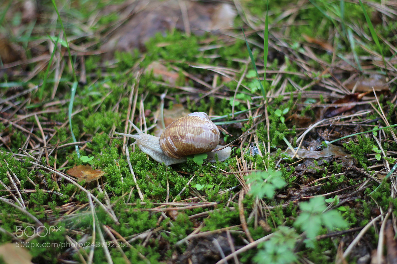 Canon EOS 700D (EOS Rebel T5i / EOS Kiss X7i) + Canon EF 50mm F1.8 STM sample photo. Slowpoke photography