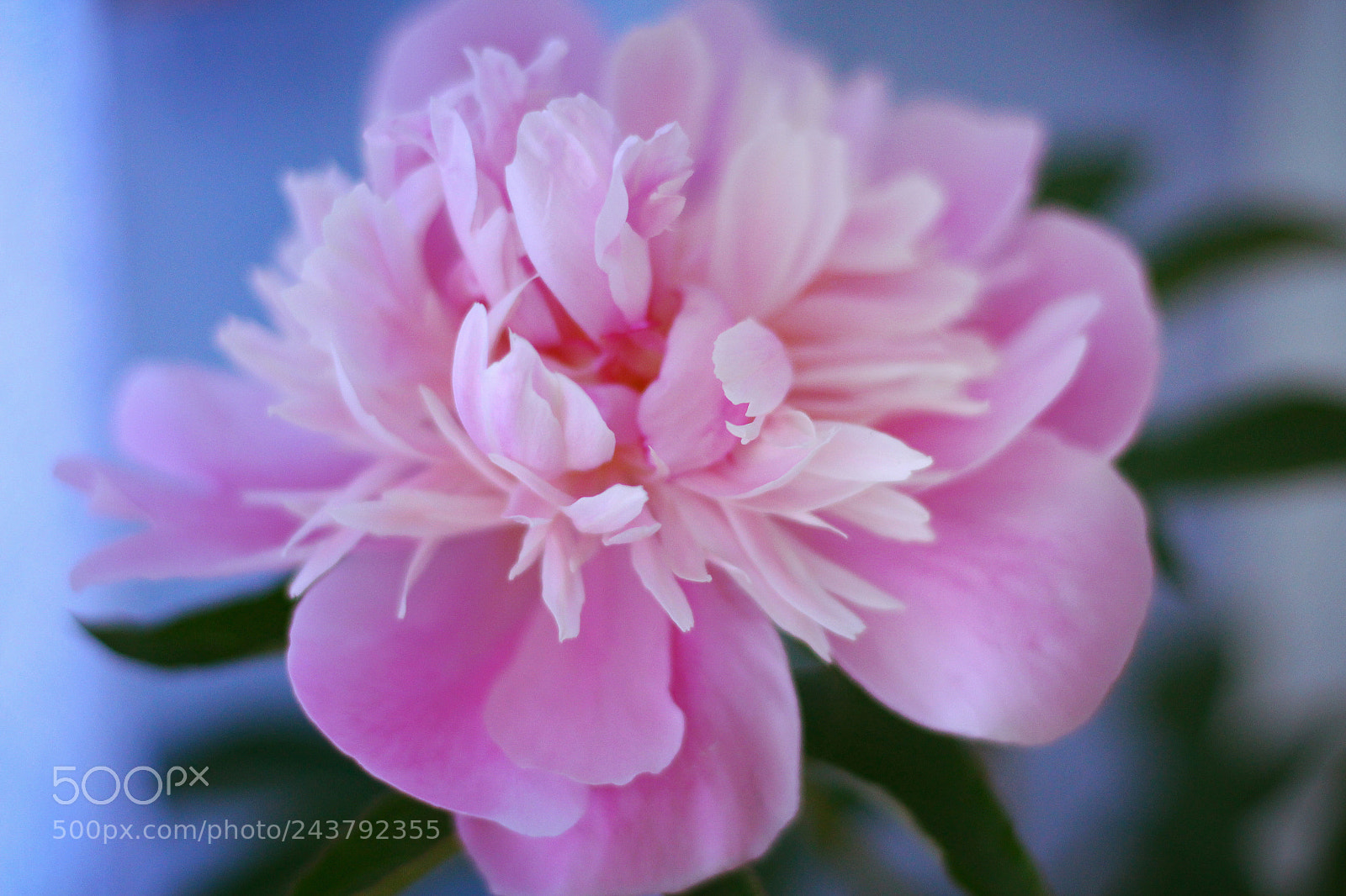 Canon EOS 700D (EOS Rebel T5i / EOS Kiss X7i) + Canon EF 50mm F1.8 STM sample photo. Peony photography